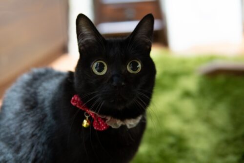 びっくり顔の猫